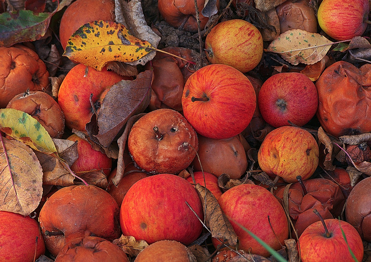 apple  windfall  fruit free photo