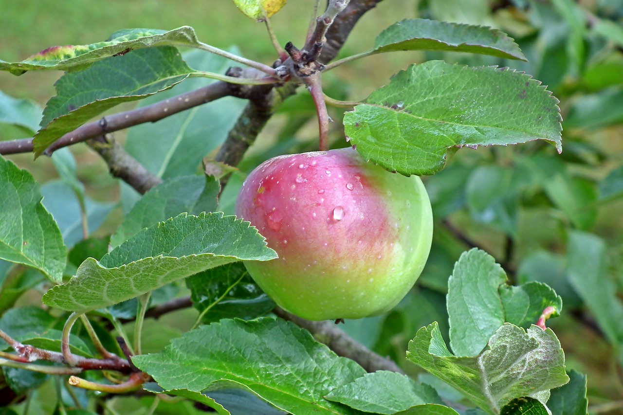 apple  fruit  branch free photo