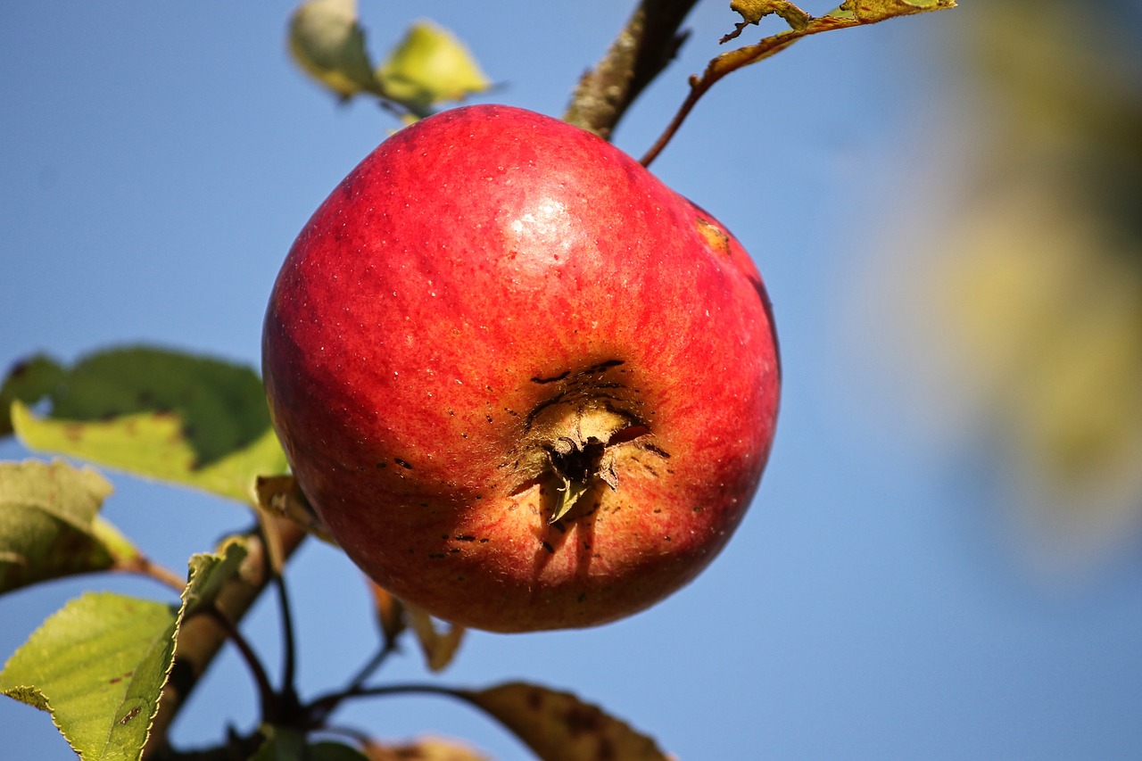 apple  red  depend free photo