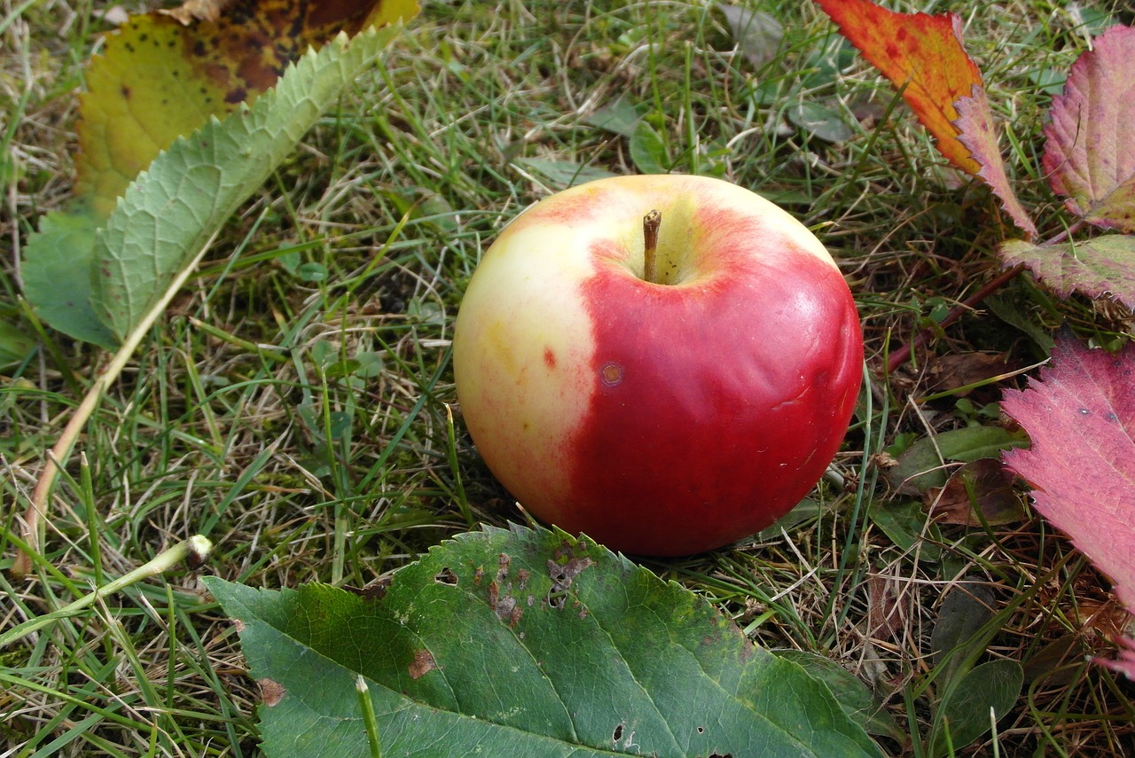 apple  mature  fruit free photo