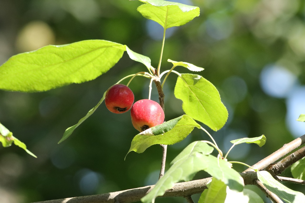 apple  little  branch free photo