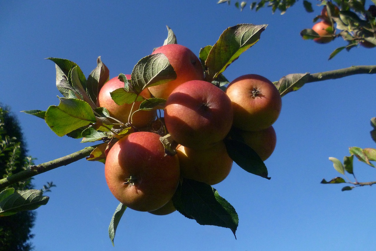 apple  fruit  autumn free photo