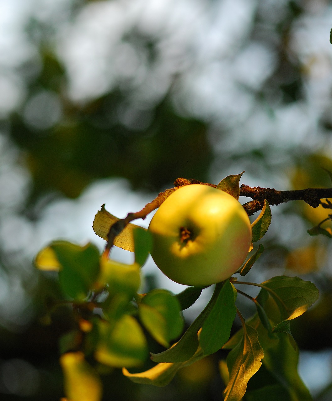 apple  apples  fruit free photo