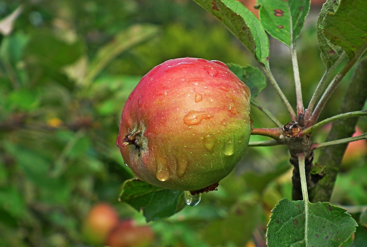 apple  fruit  nature free photo