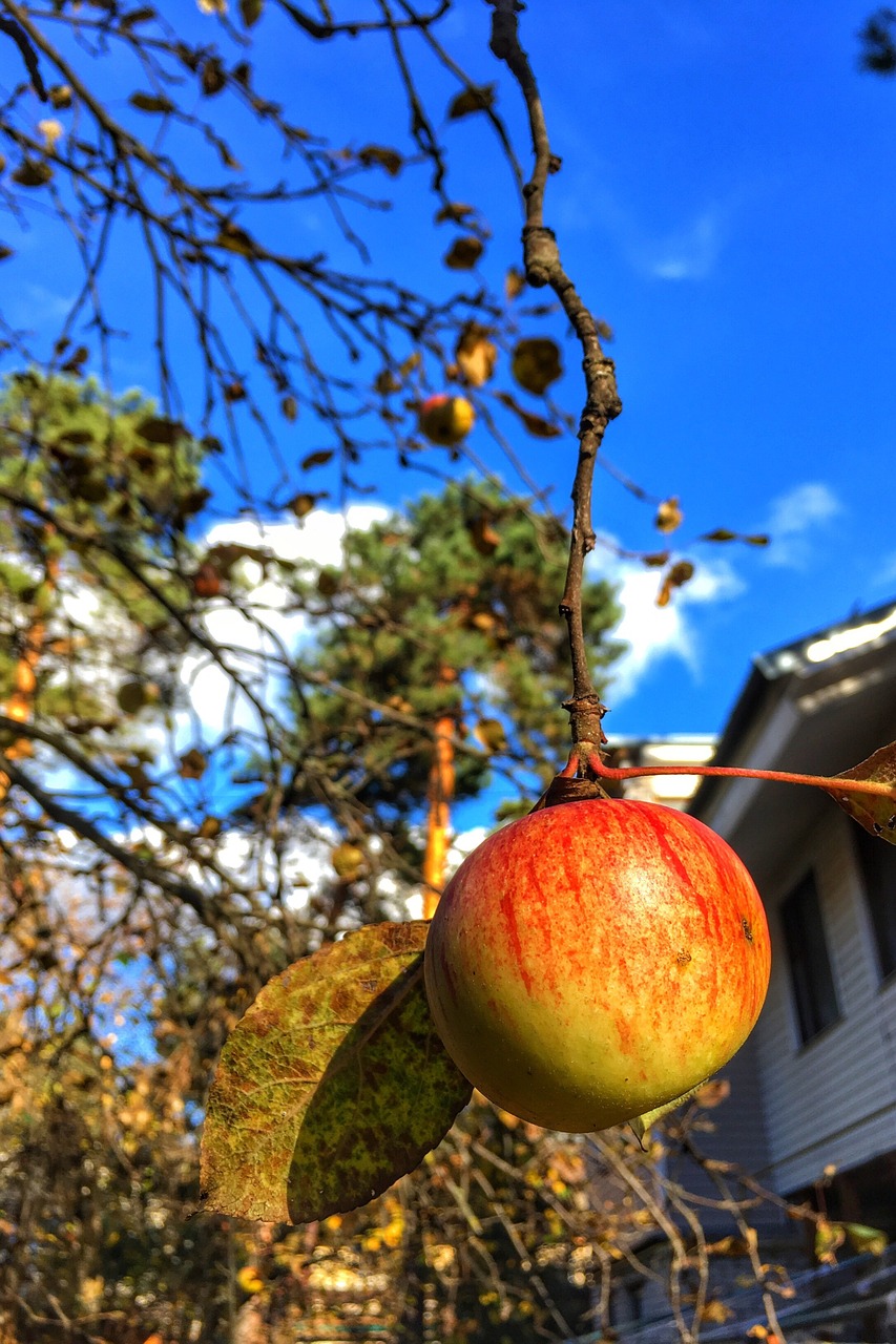 apple  fall  autumn free photo