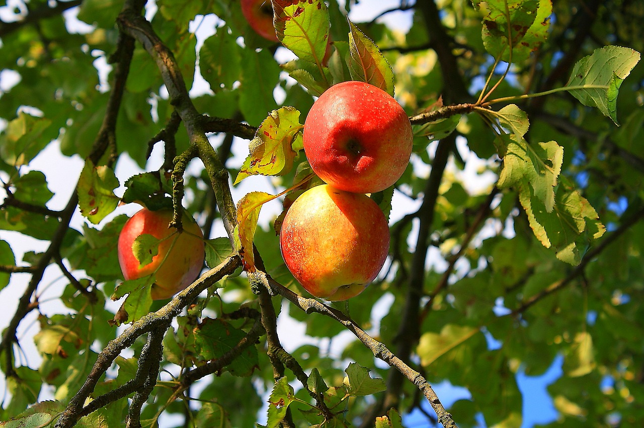 apple  tree  fruit free photo