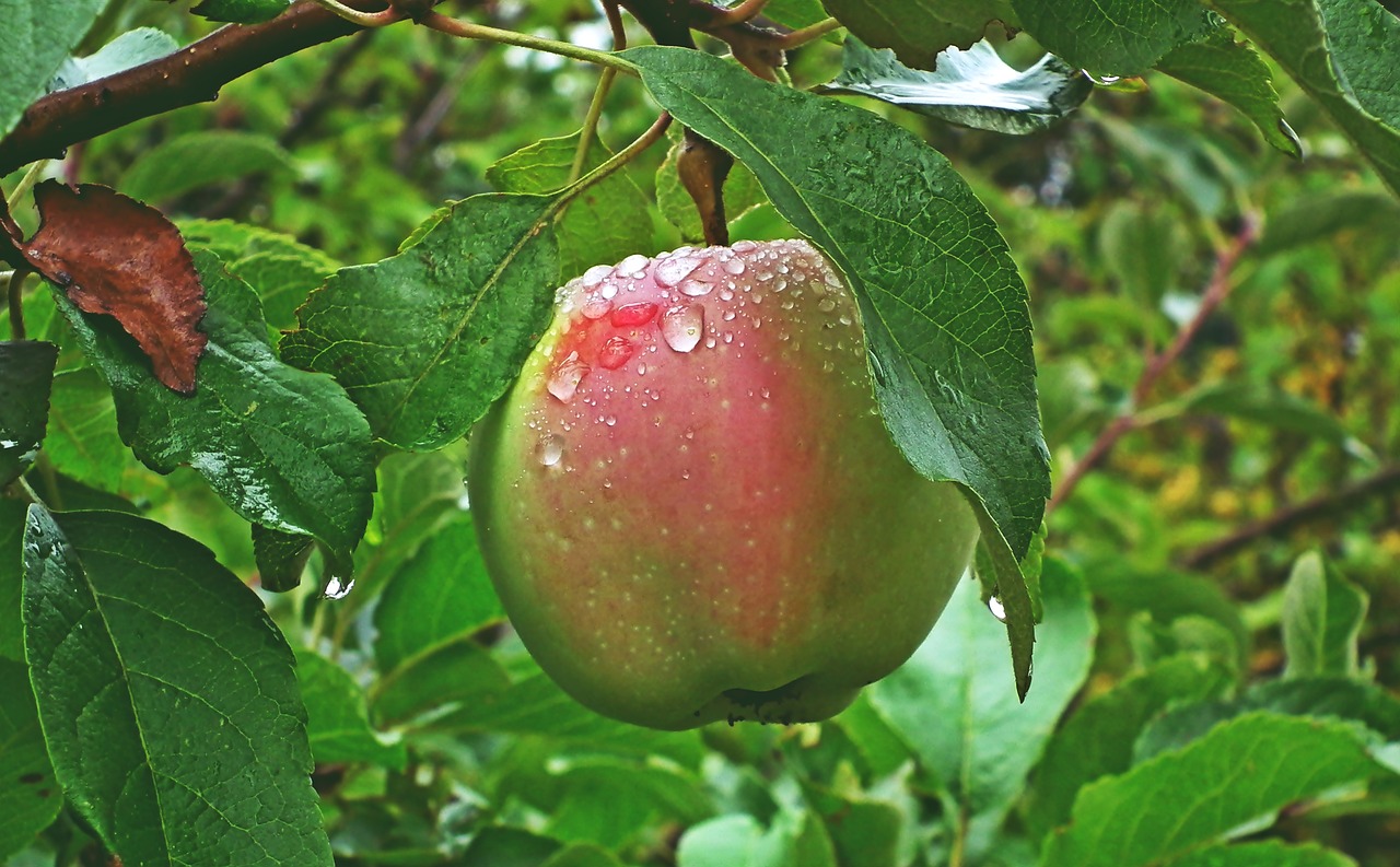 apple  fruit  vitamins free photo