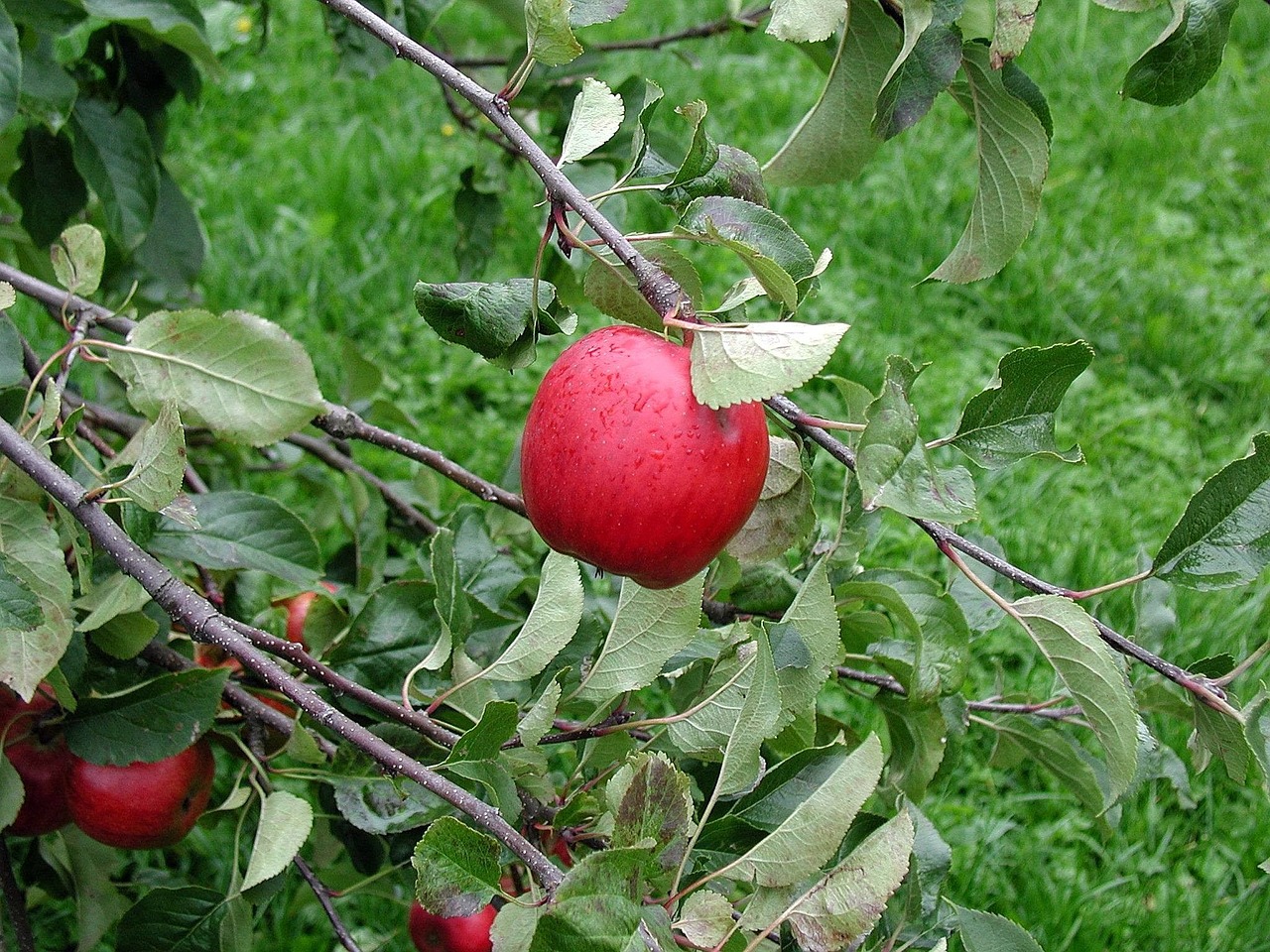apple tree branch free photo