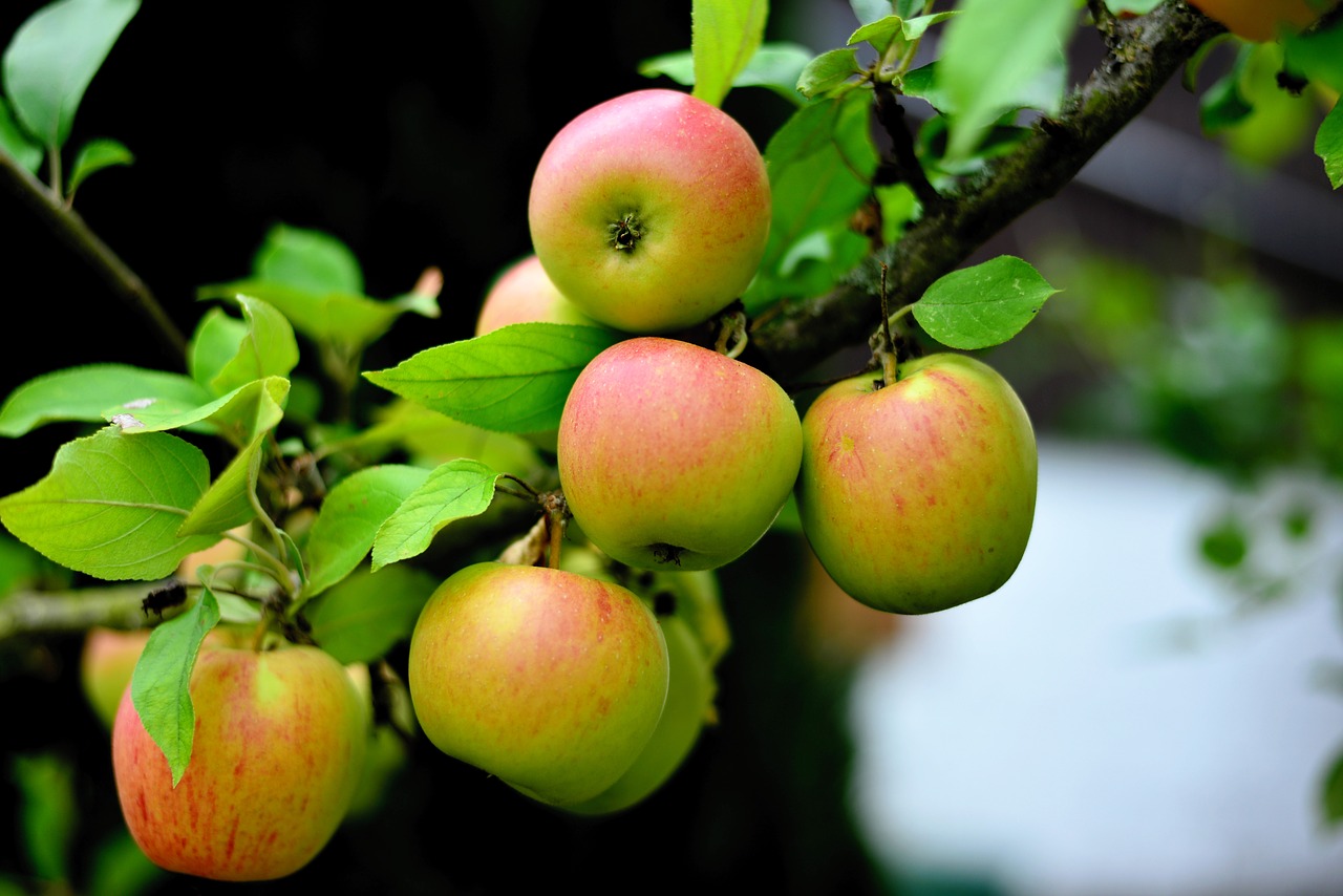 apple  goldparmäne  apple tree free photo