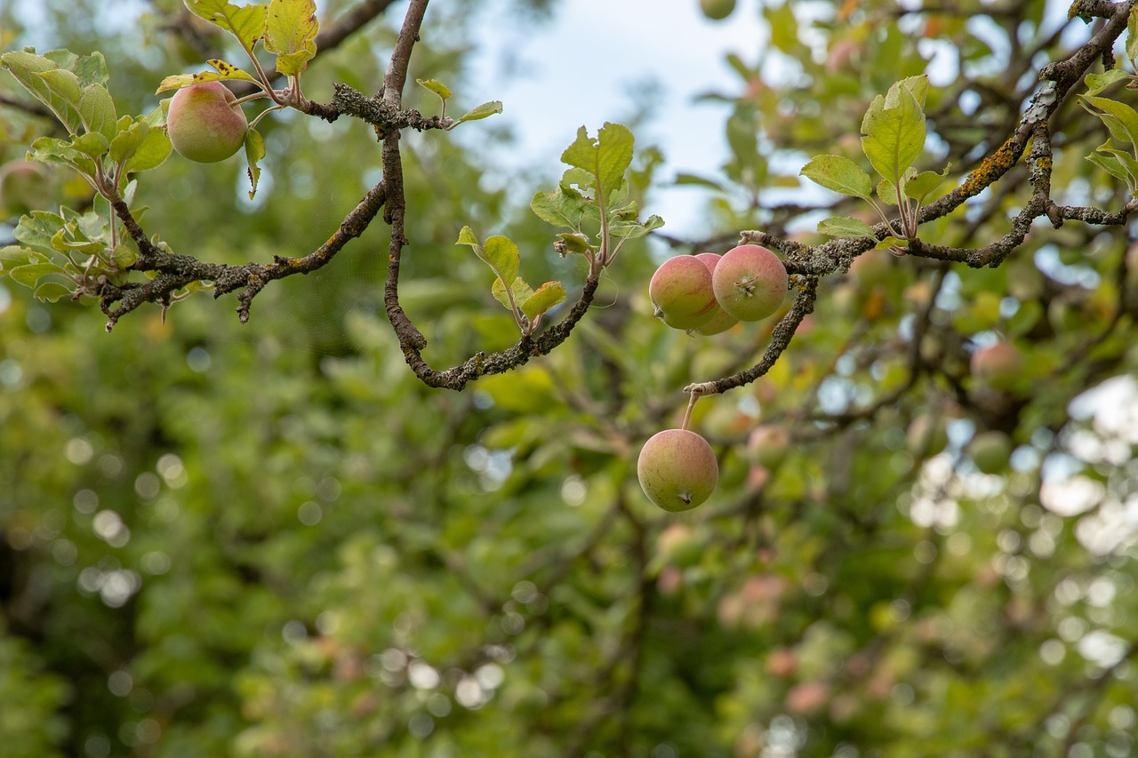 apple  tree  fruit free photo