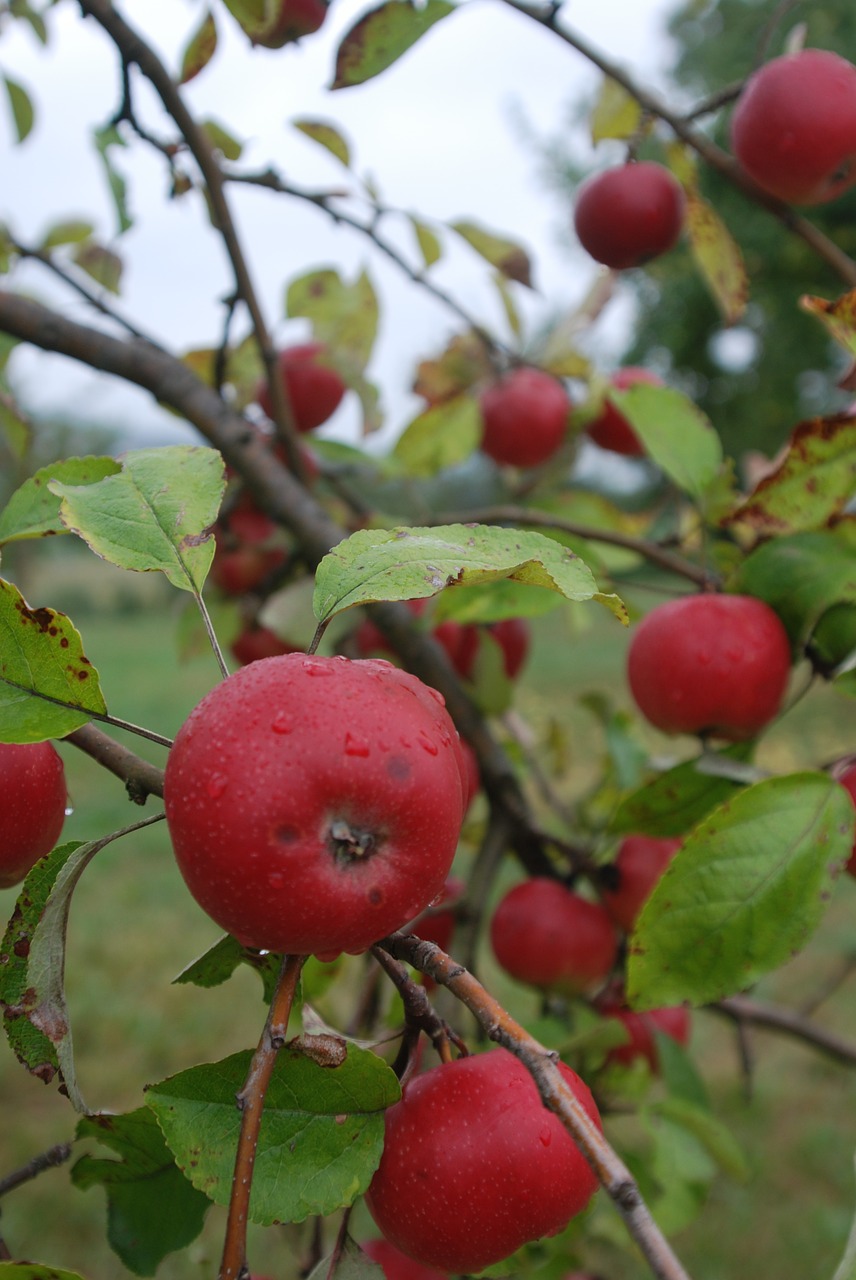 apple  apple variety  orchard free photo