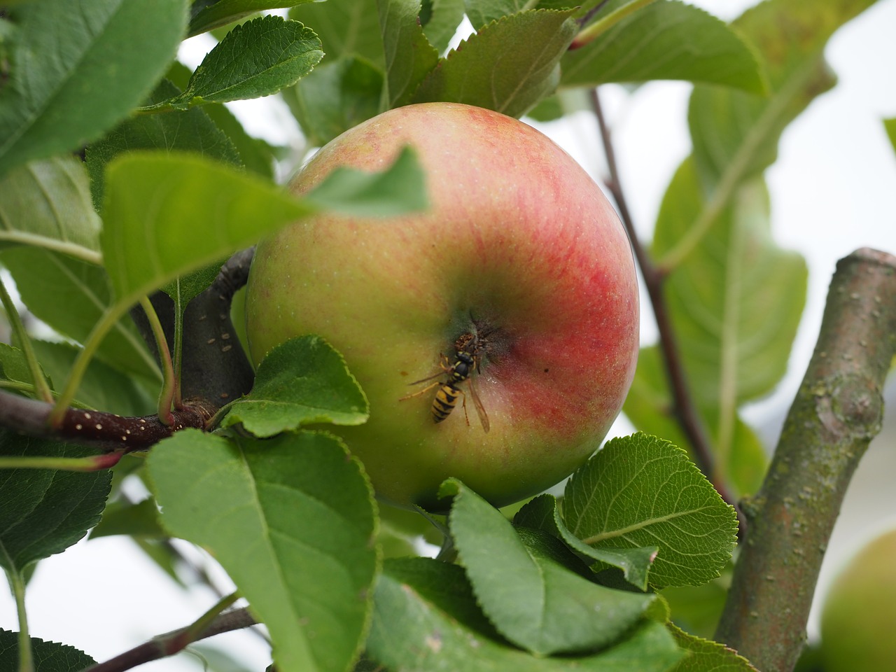 Август природа яблоки