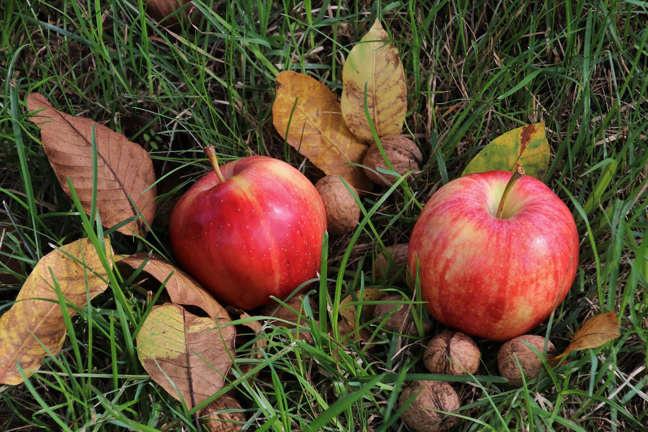 apple  apples  foliage free photo