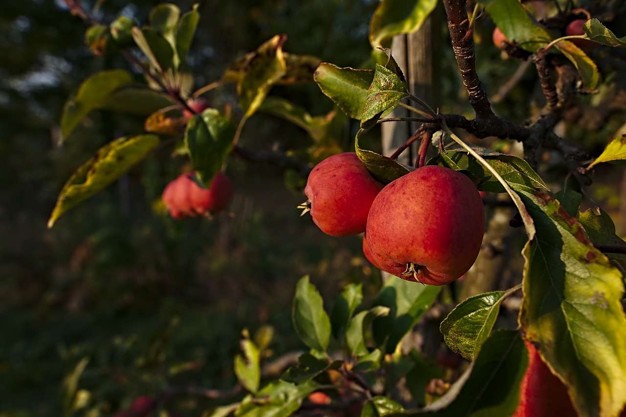 apple  tree  healthy free photo