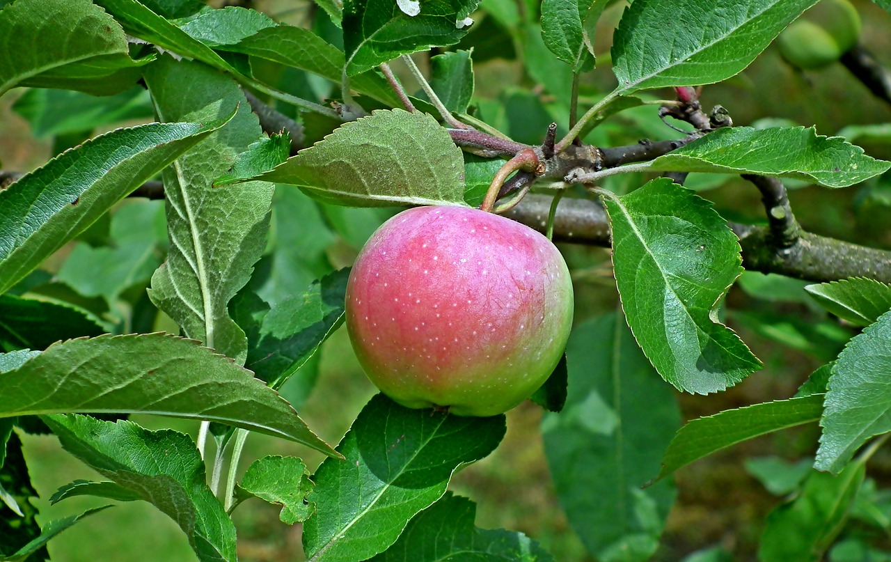 apple  fruit  eating free photo