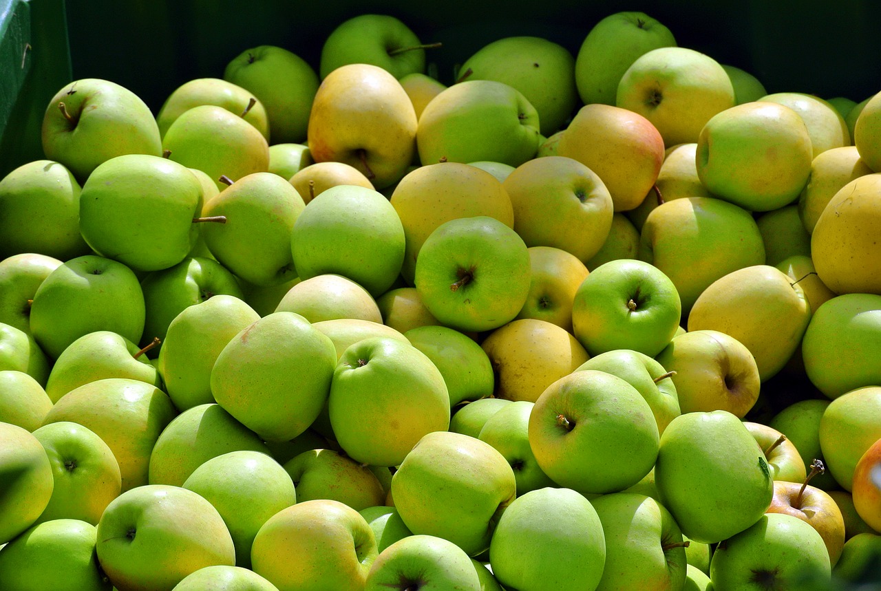 apple  harvest  ripe free photo