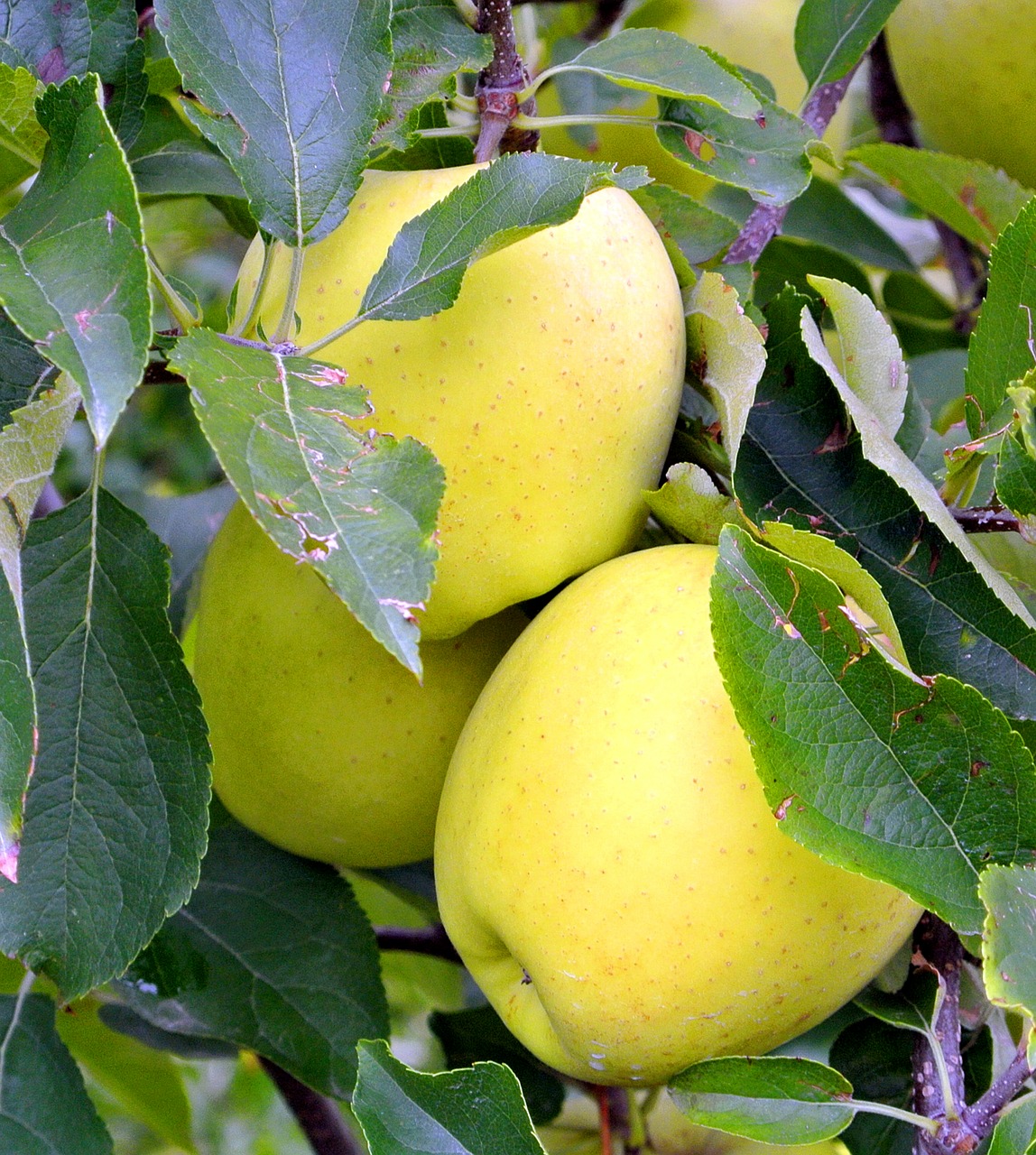 apple  yellow  fruit free photo