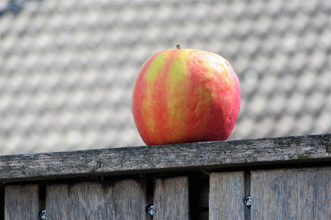 apple  fruit  healthy free photo