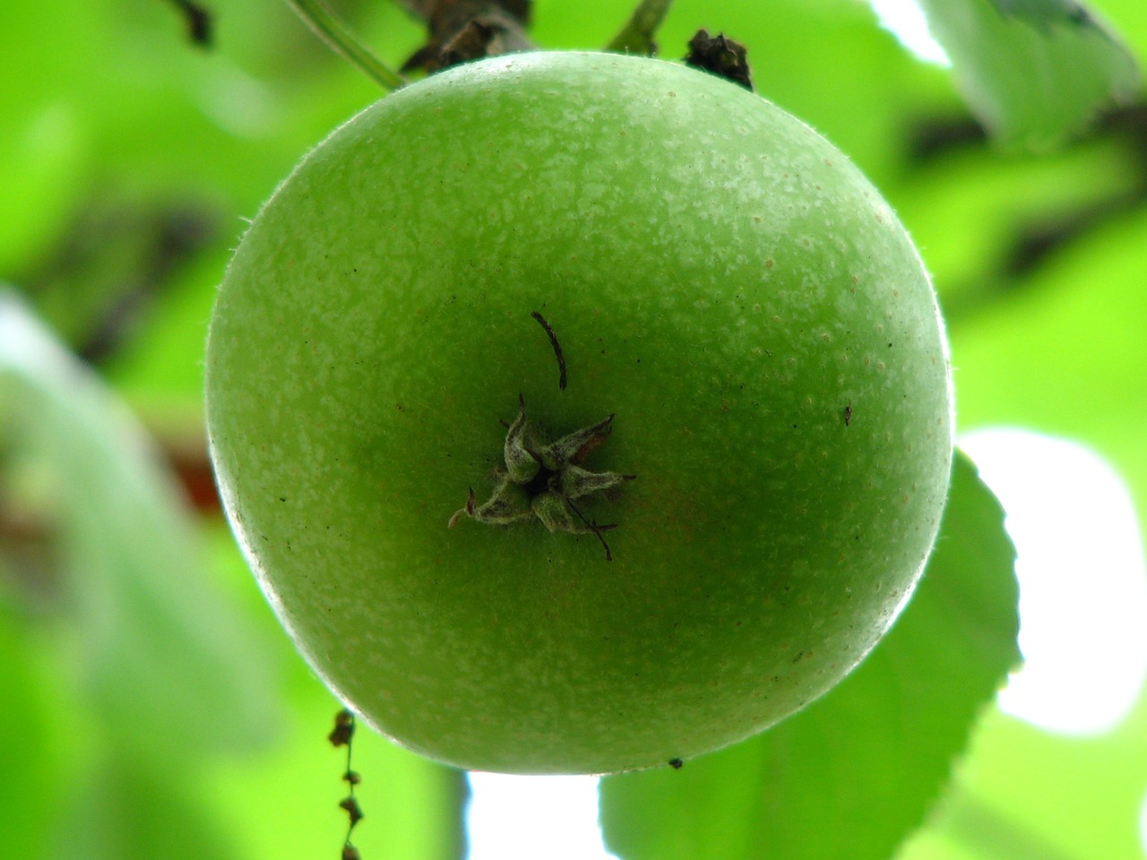 apple immature green free photo