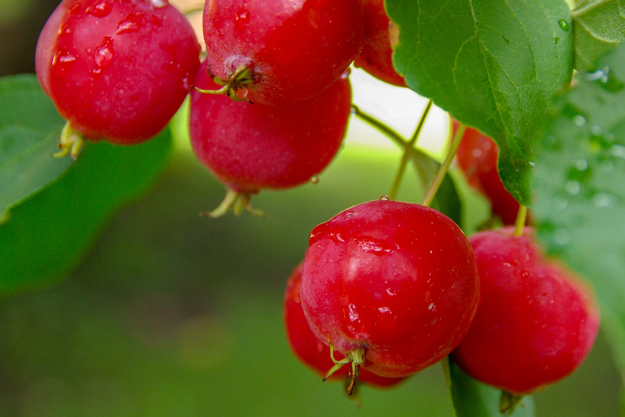 apple  garden  nature free photo