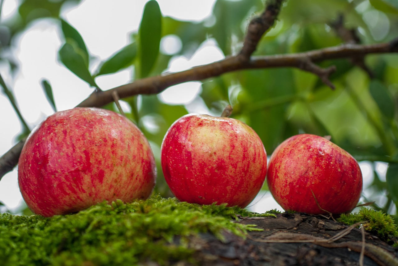 apple  fruit  orchard free photo