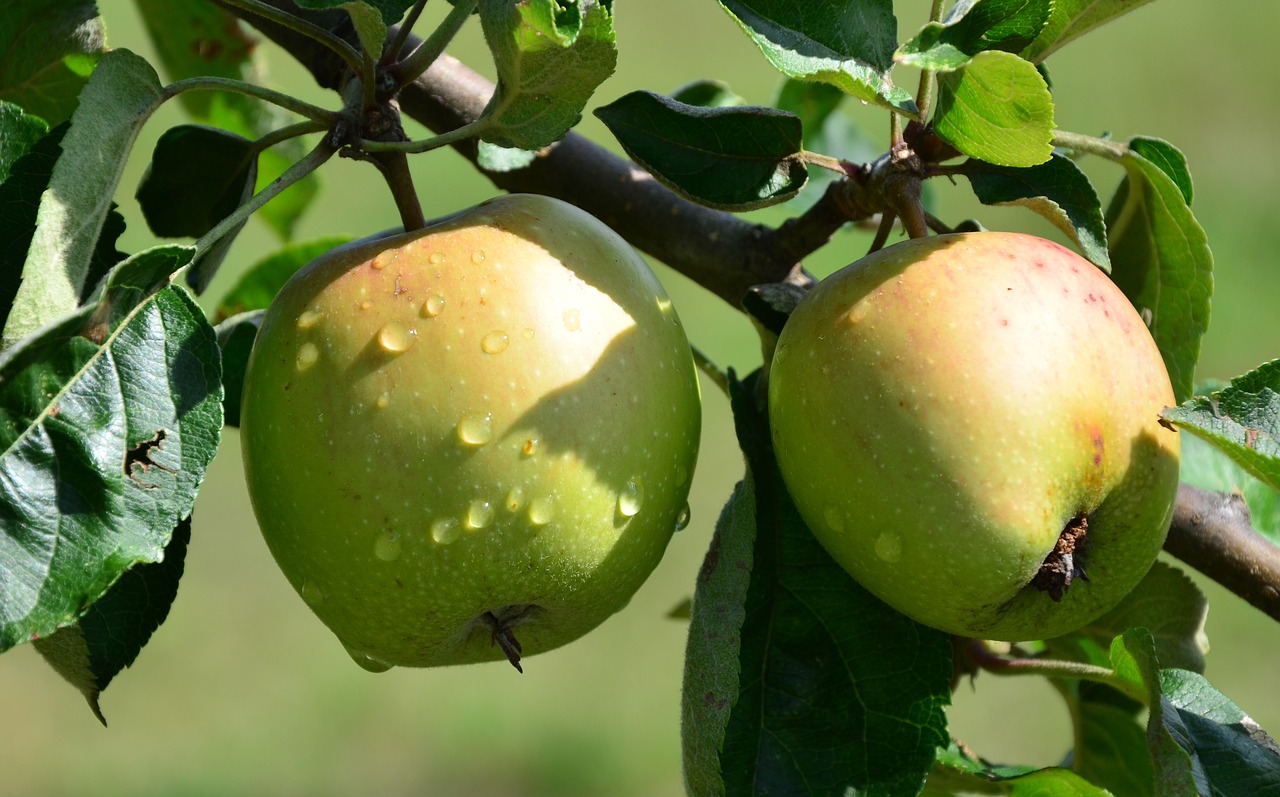 apple  drip  nature free photo