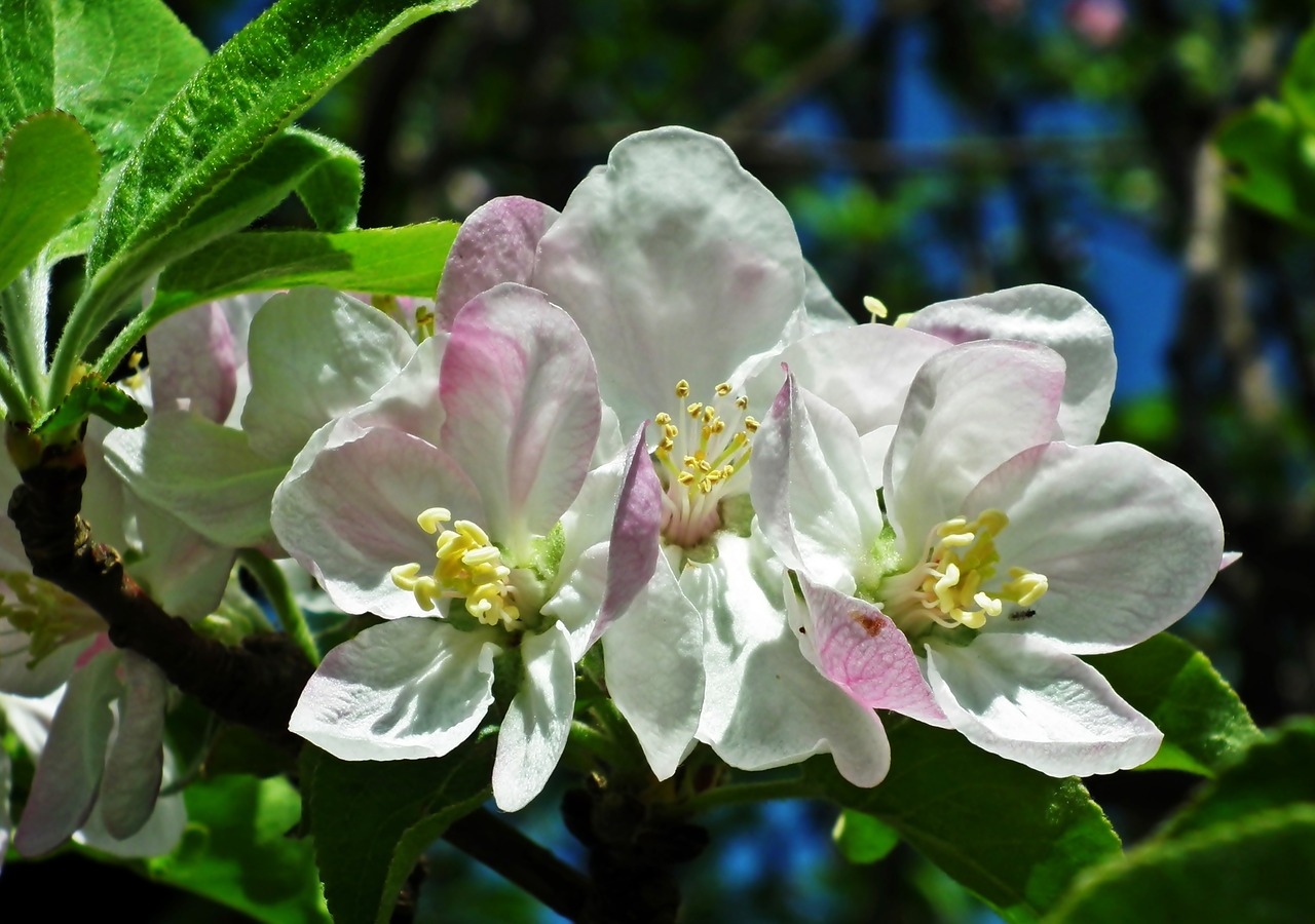 apple  flowers  spring free photo