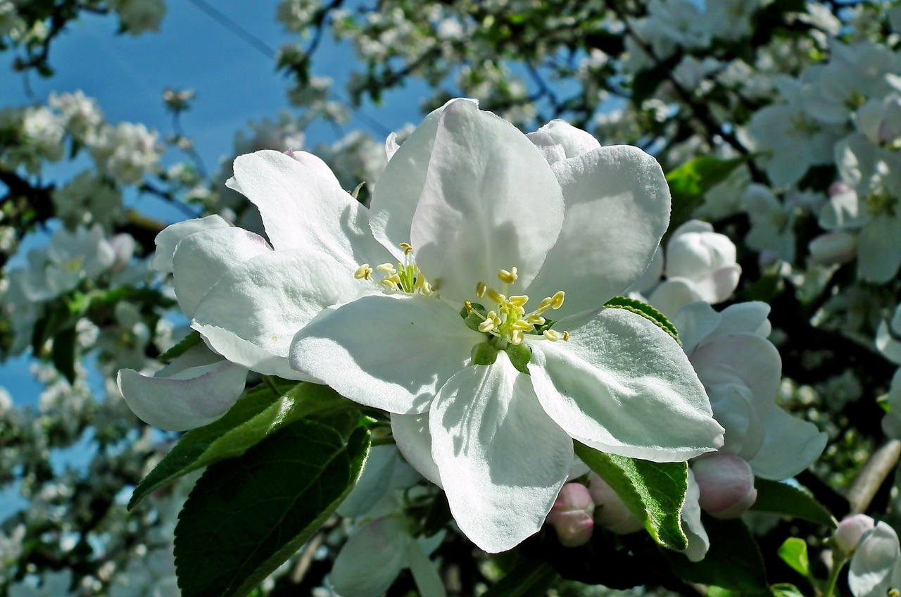 apple  flowers  tree free photo