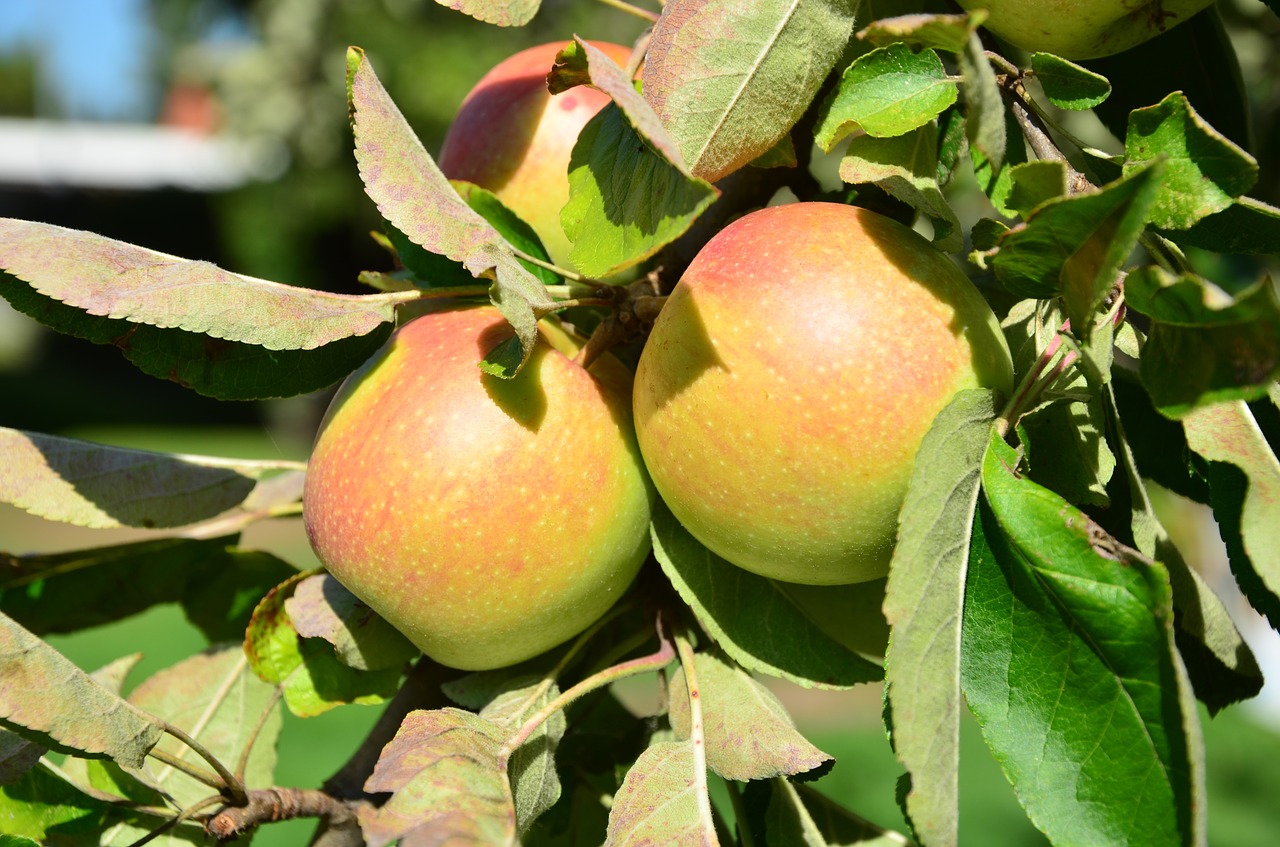 apple  tree  fruit free photo