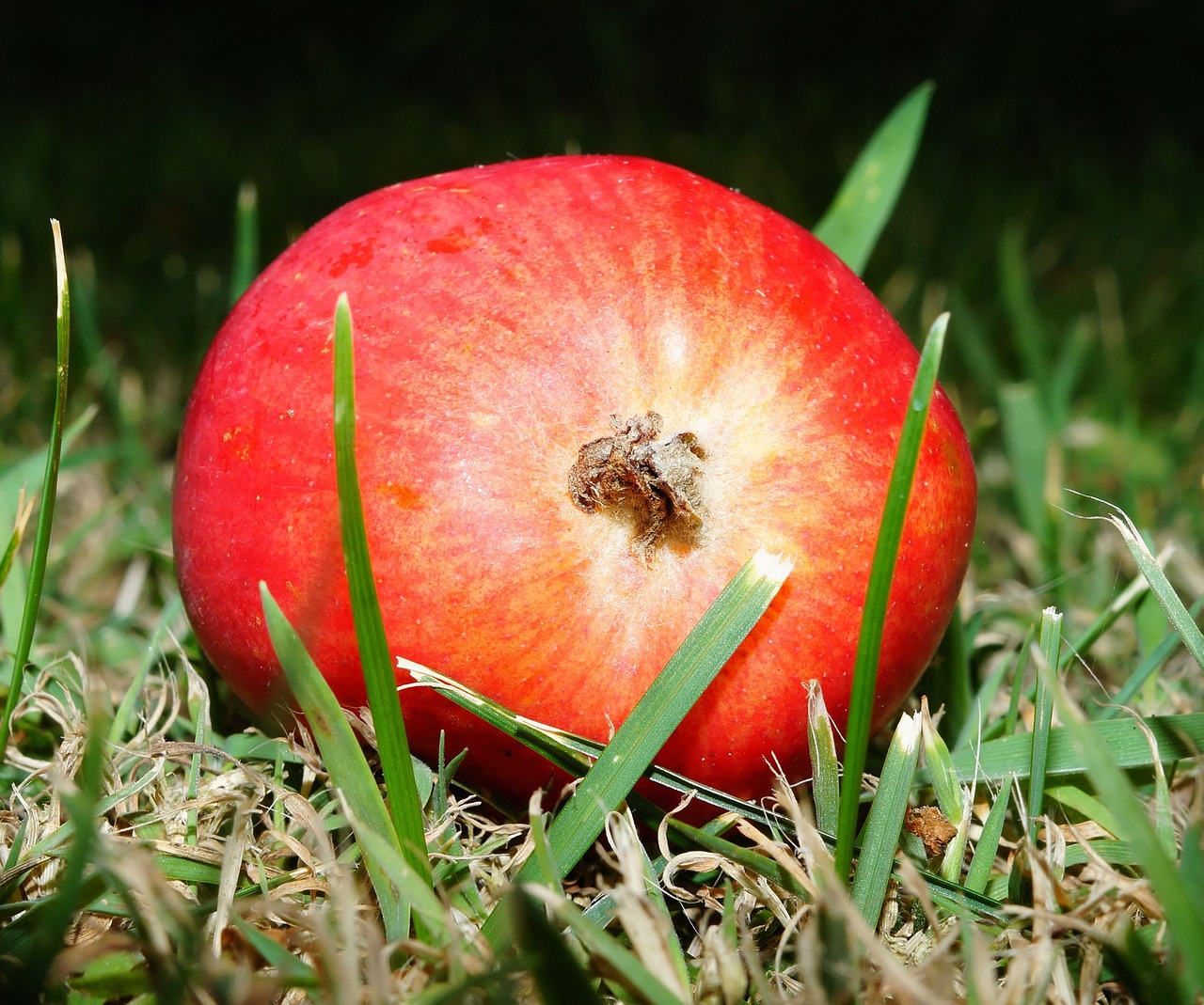 apple sweet fruit free photo