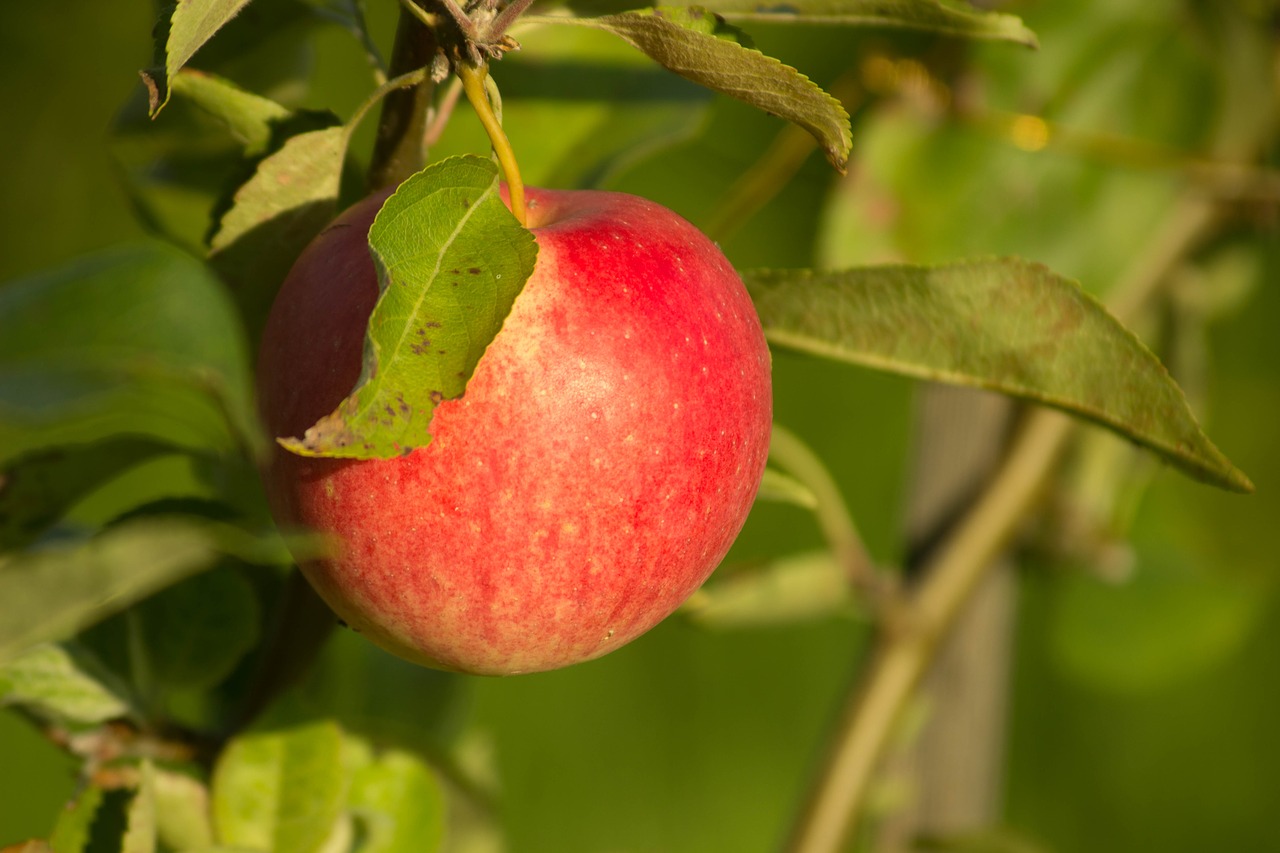 apple  village  tree free photo