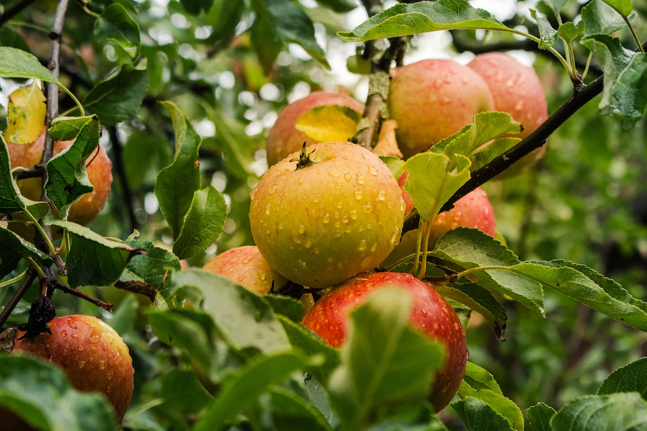 apple  fruit  harvest free photo