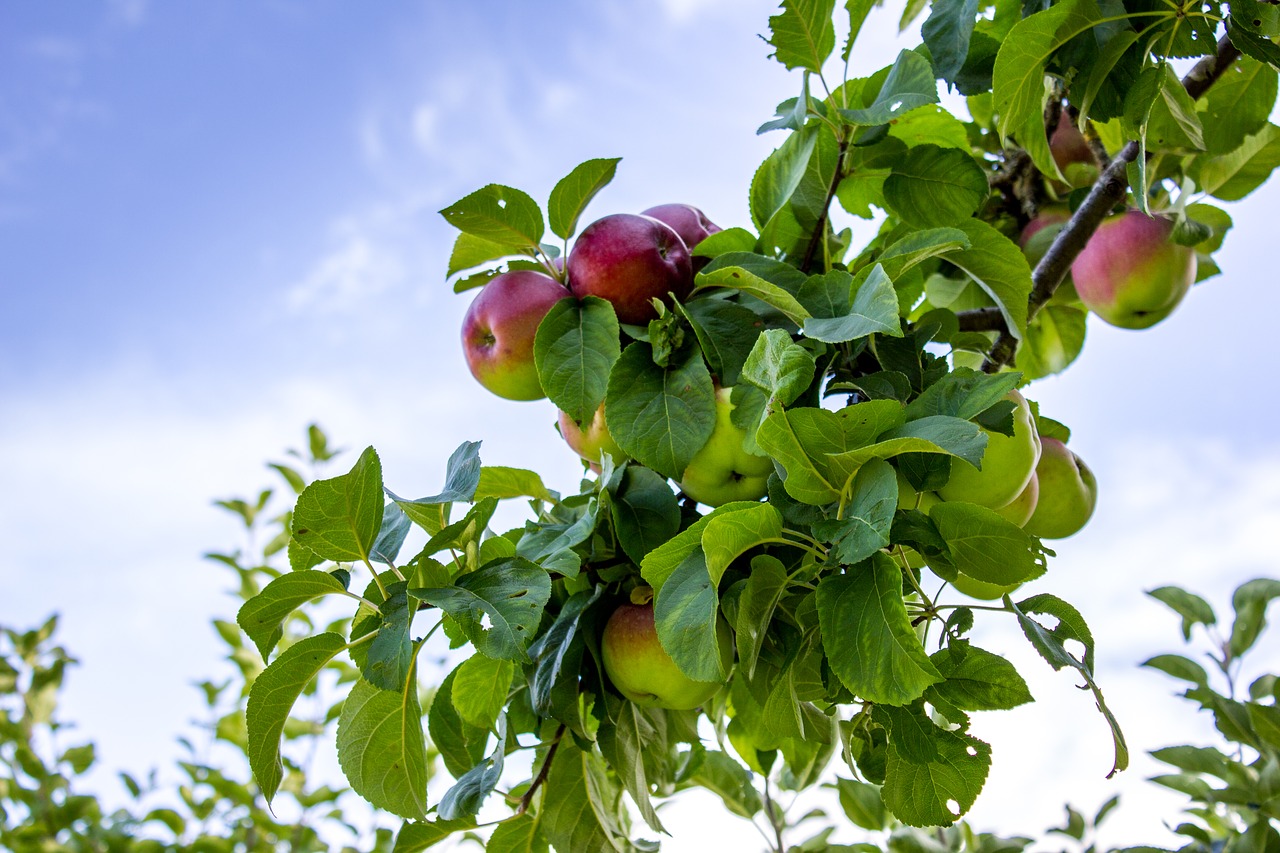 apple  tree  sky free photo