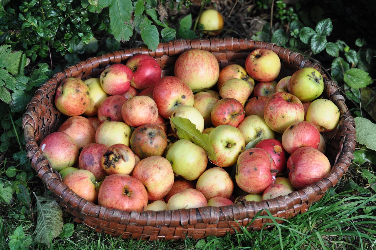 apple  fruit  fresh free photo