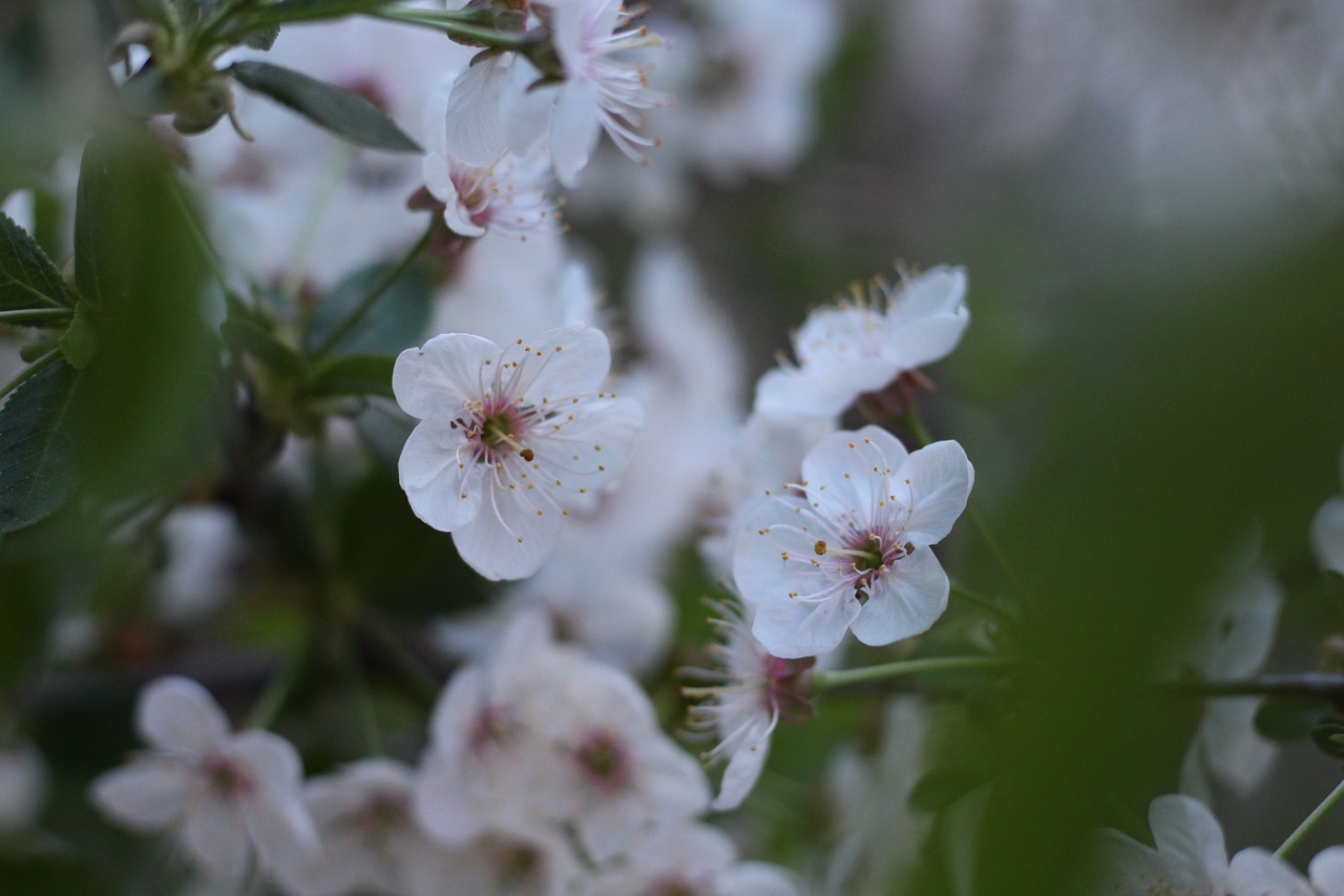 apple  tree  white free photo