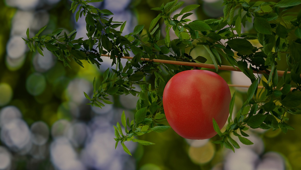 apple  fruit  leaves free photo