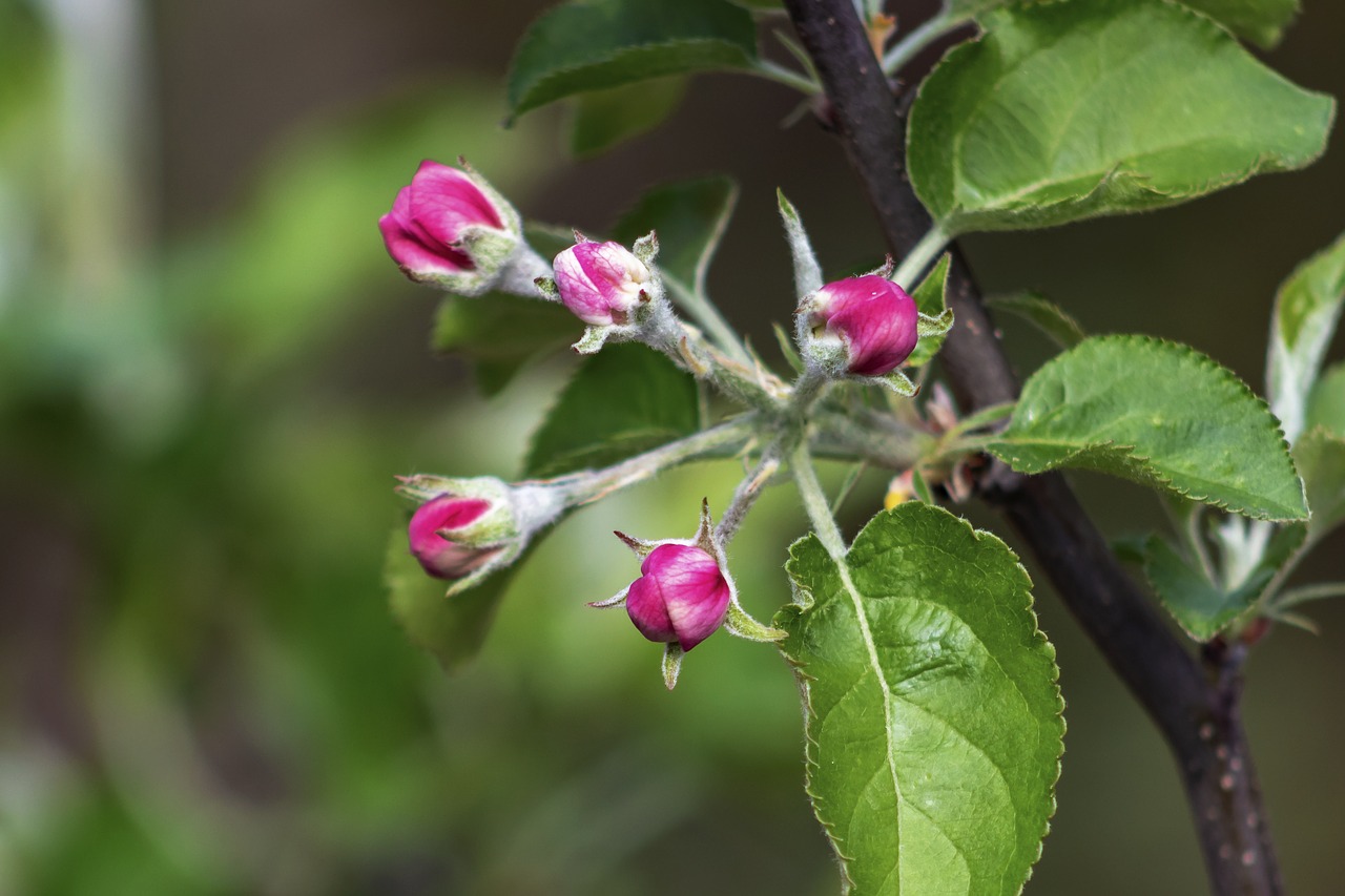 apple  apple tree  wood free photo