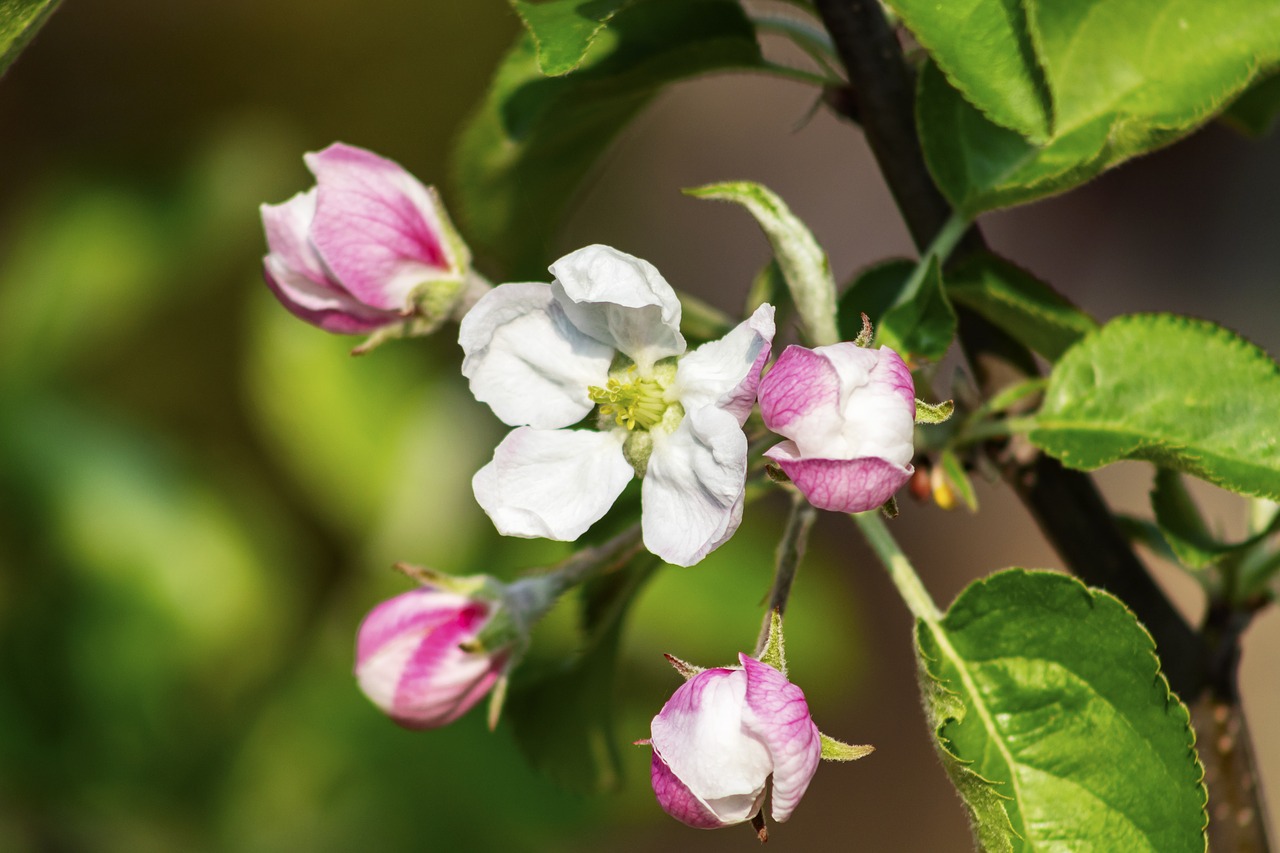 apple  apple tree  flower free photo