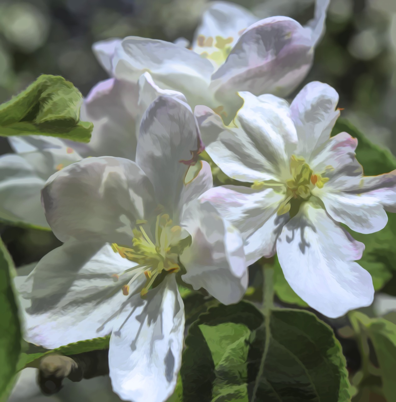 apple  apple blossoms  blossom free photo