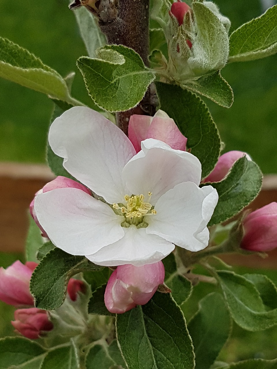 apple  blossom  bloom free photo