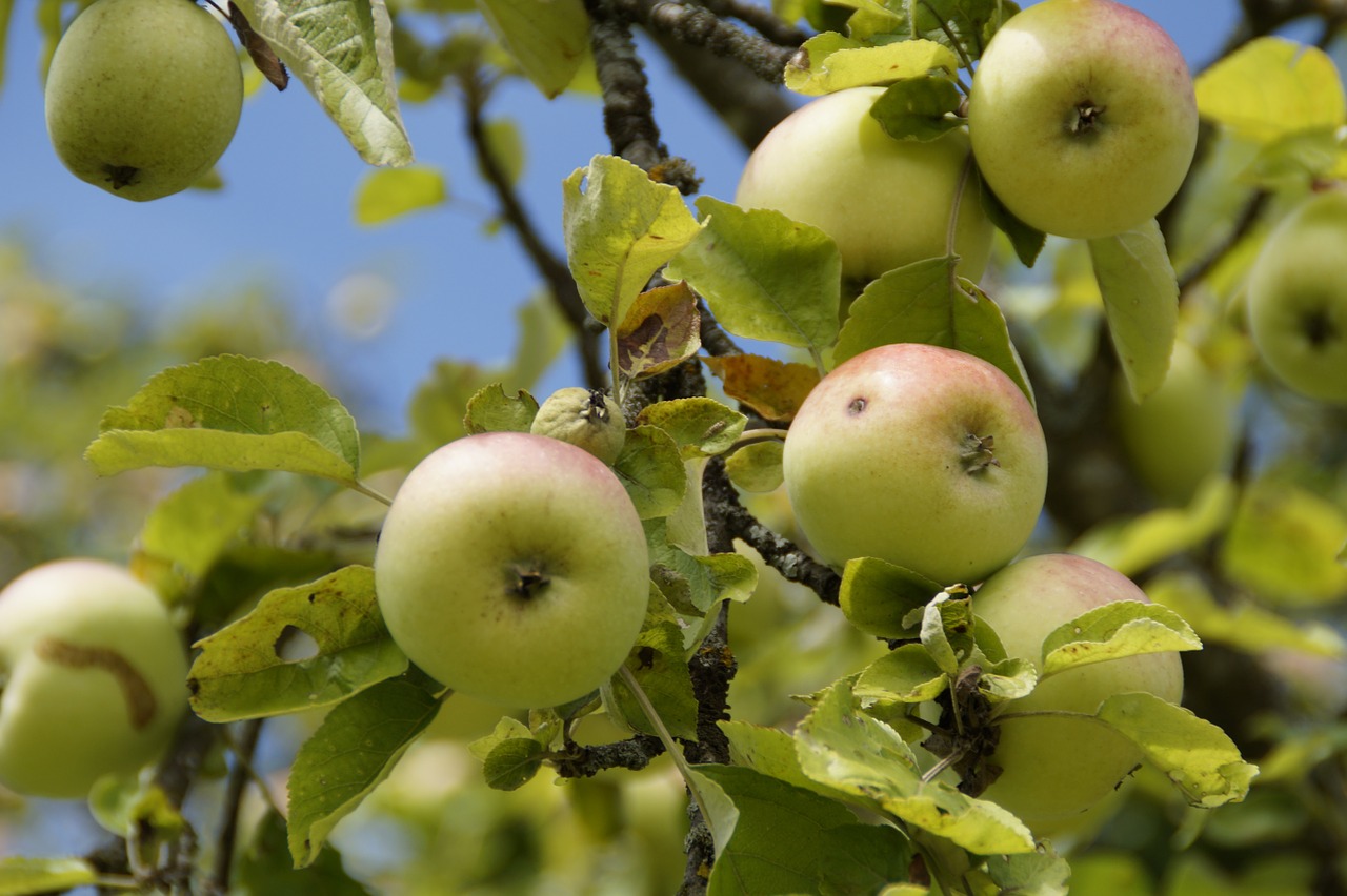 apple apple tree aesthetic free photo