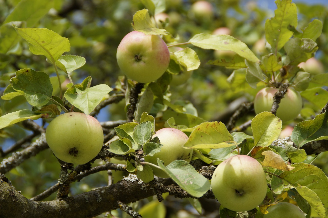 apple apple tree aesthetic free photo