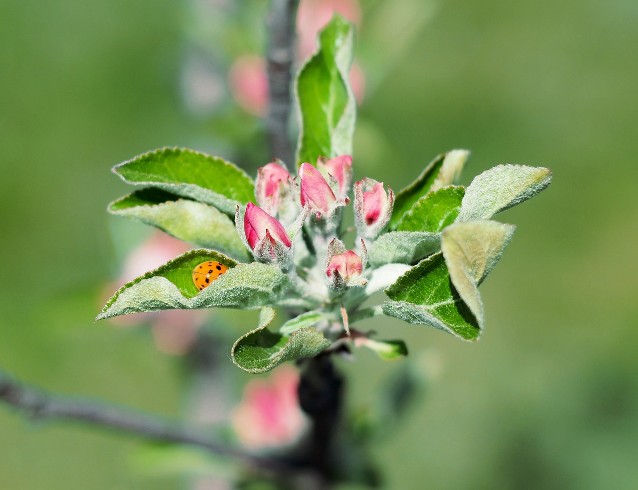 apple  flower  ladybug free photo