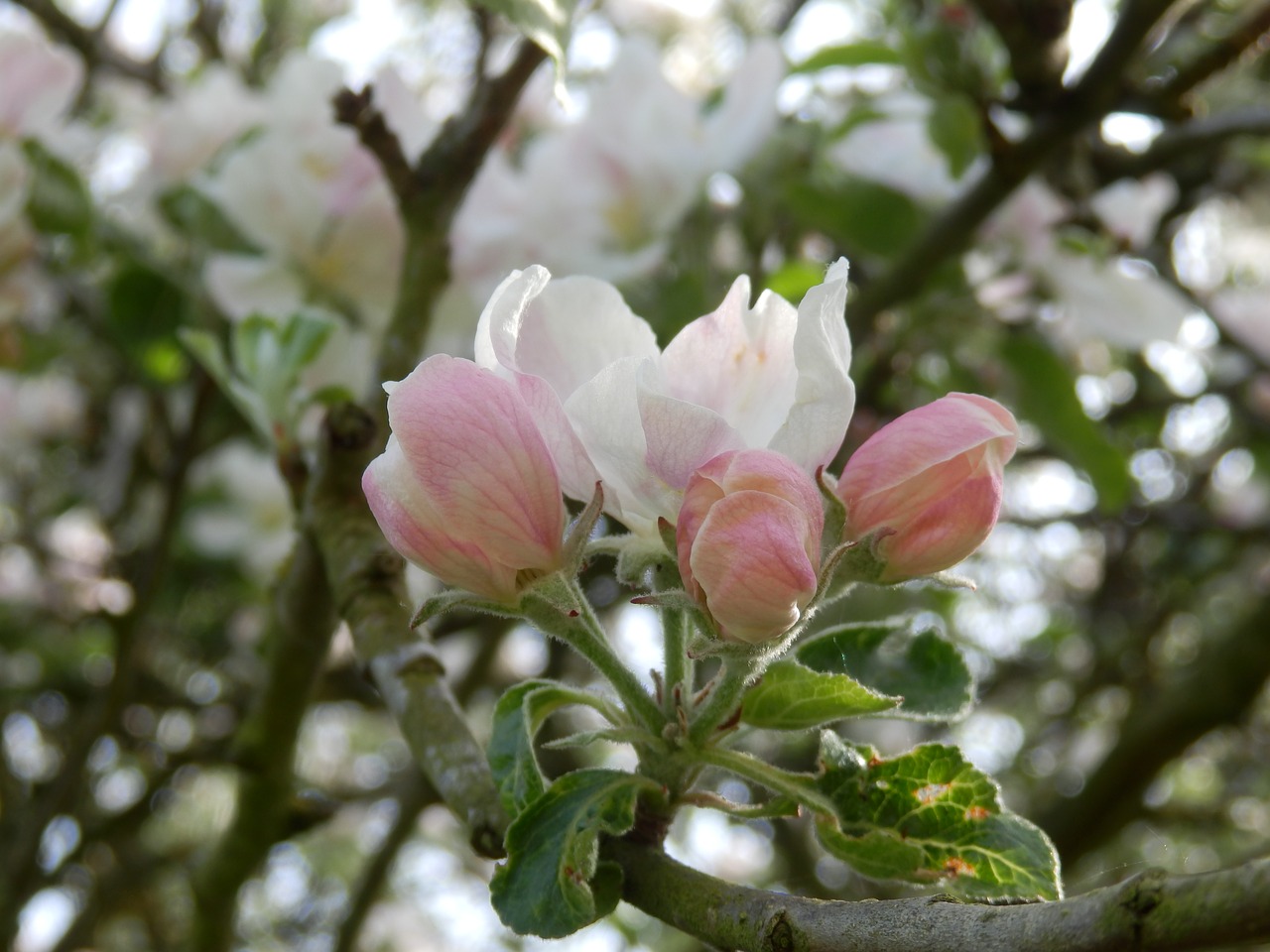 apple  blossom  tree free photo