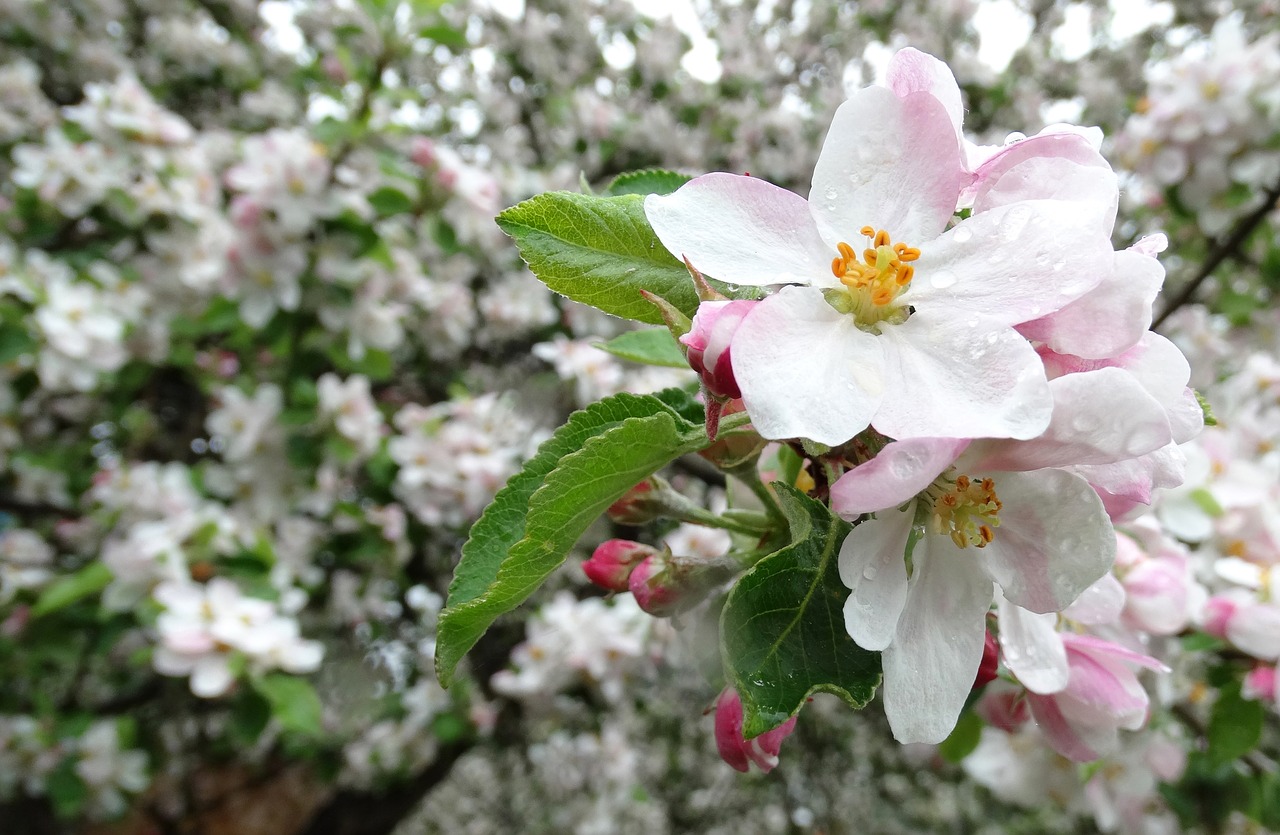 apple  flowers  blossoming free photo