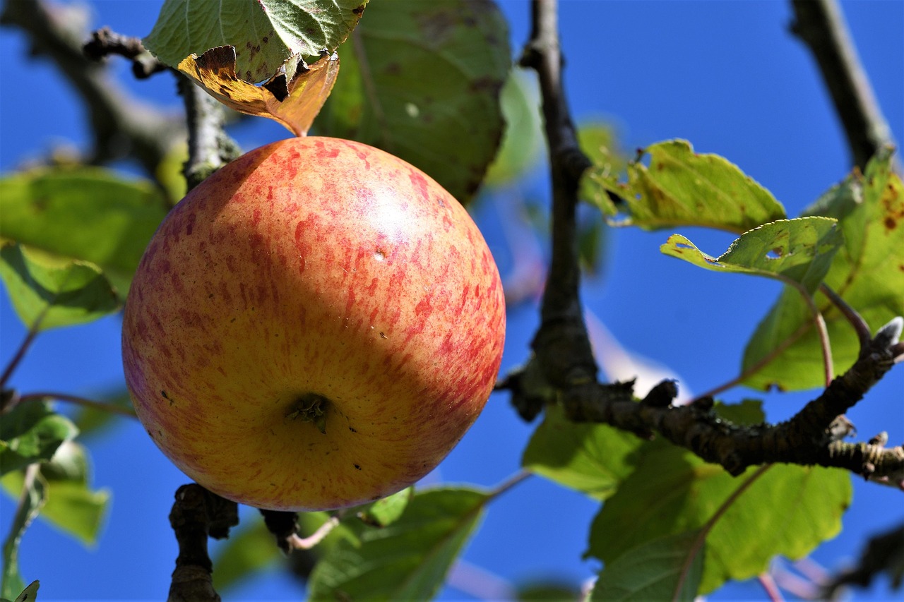 apple  garden  tree free photo