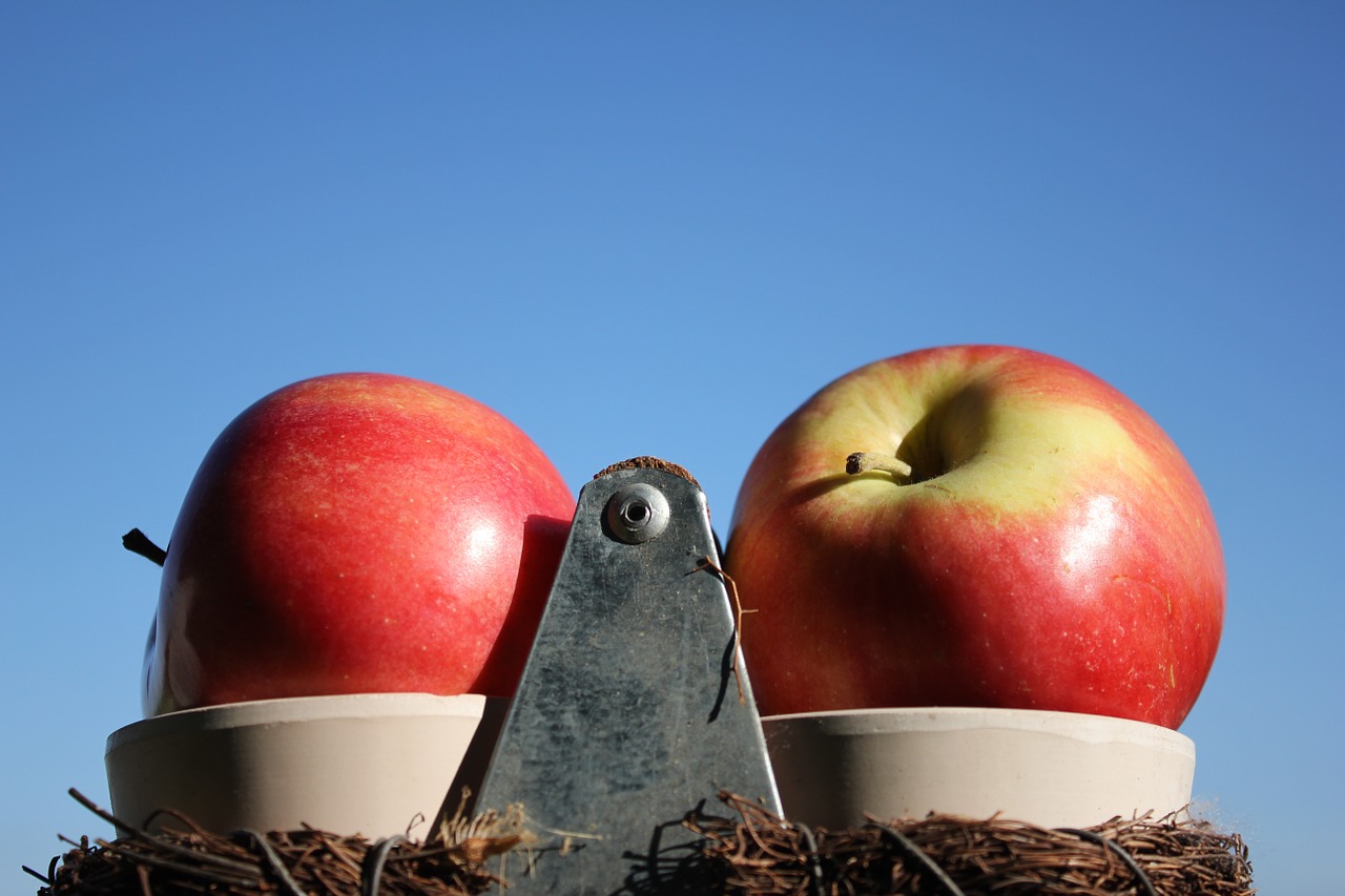 apple nature red free photo