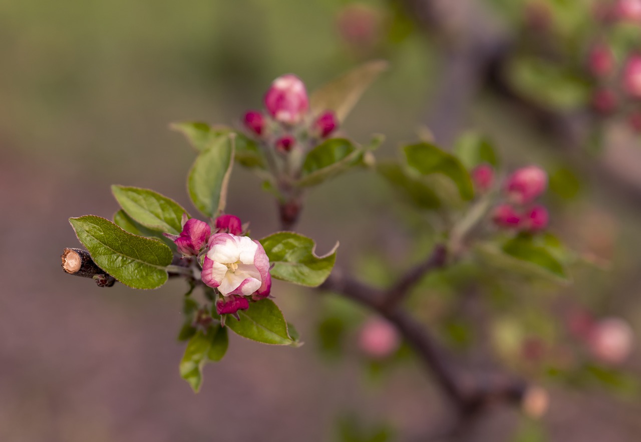 apple  tree  blossom free photo