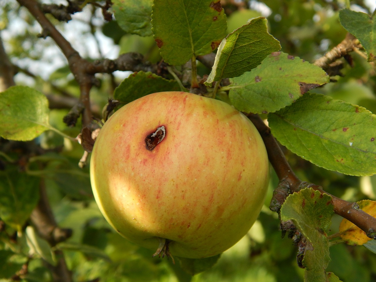 apple fruit tree free photo