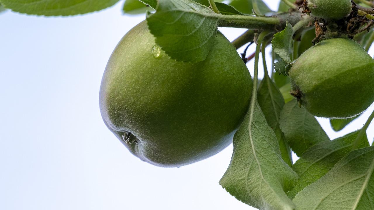 apple  fruit  cool free photo